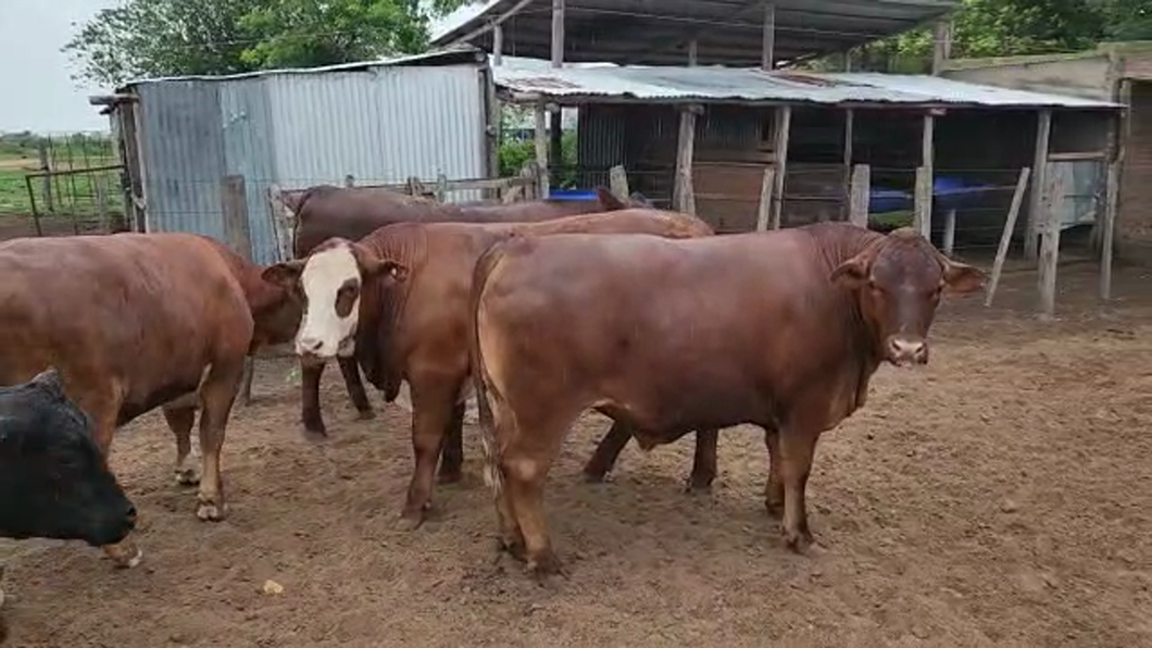 Lote 90 Novillos Braford de Exportación UE en Cayastá, Santa Fe