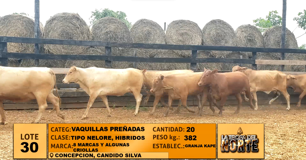 Lote Lote 30