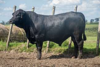 Lote Toros a remate en Nacional Brangus, Tacuarembó