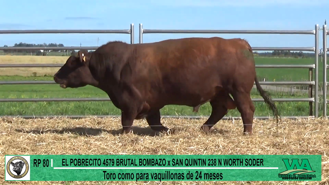 Lote Toros a remate en Cabaña La Franqueira, Florida