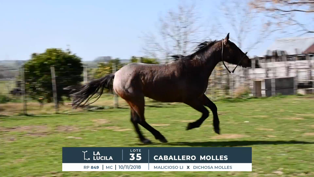 Lote CAMBIAZO MOLLES