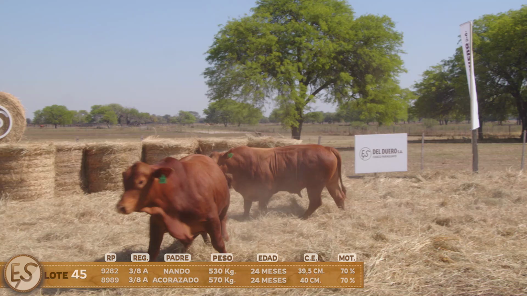 Lote Toro