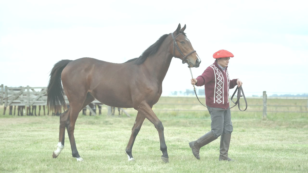 Lote PINKY JOHAN (CURIOSO JOHAN  -   PINKY NISTEL  por  VAN NISTELROOY)