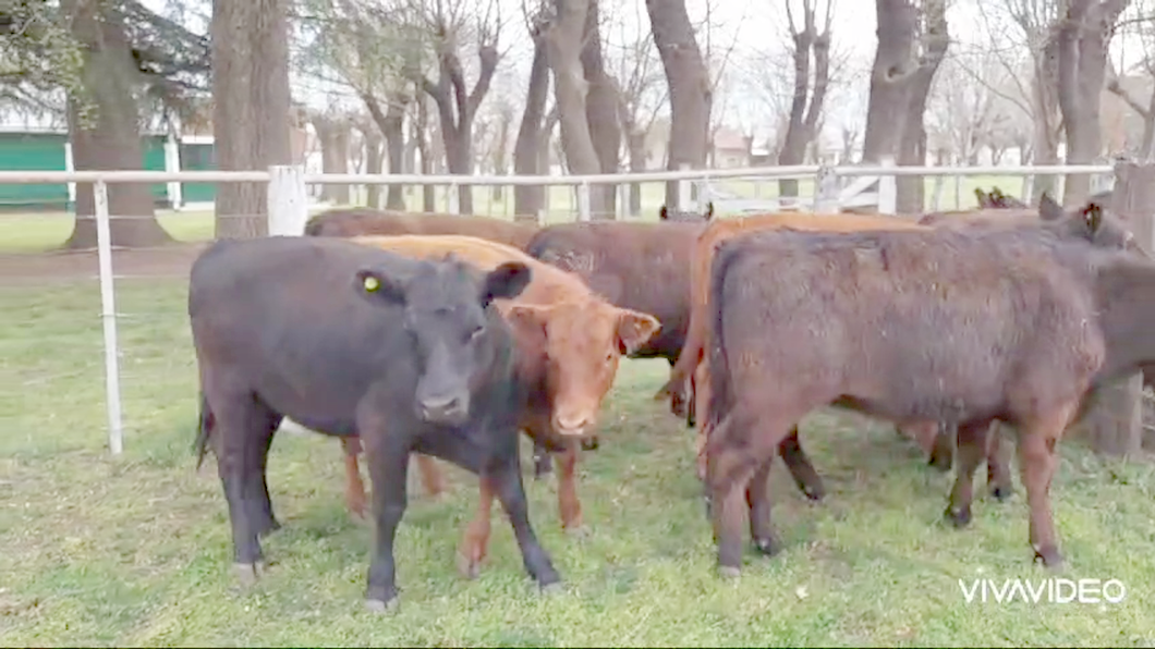 Lote 40 Terneras en Saladillo, Buenos Aires