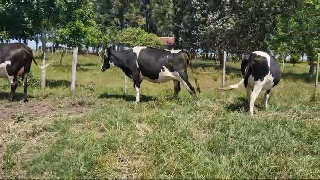 Lote 3 Vaquillonas  Holando a remate en Pantalla Camy en Rodriguez