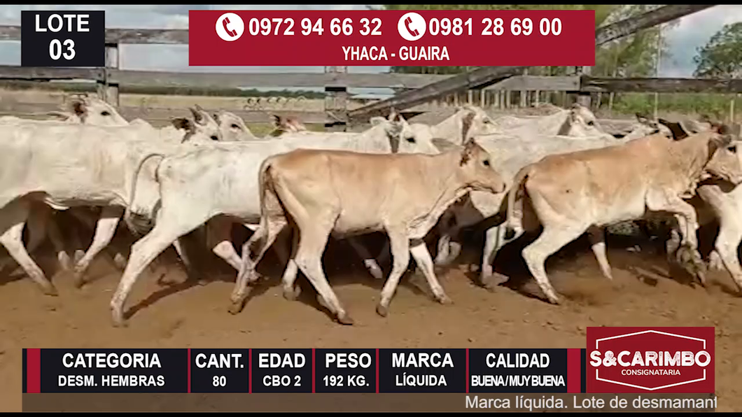Lote 80 Desmamantes hembras