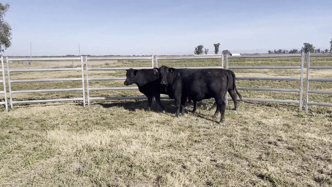 Lote VACAS BRANGUS, Cabaña "EL MATACO"