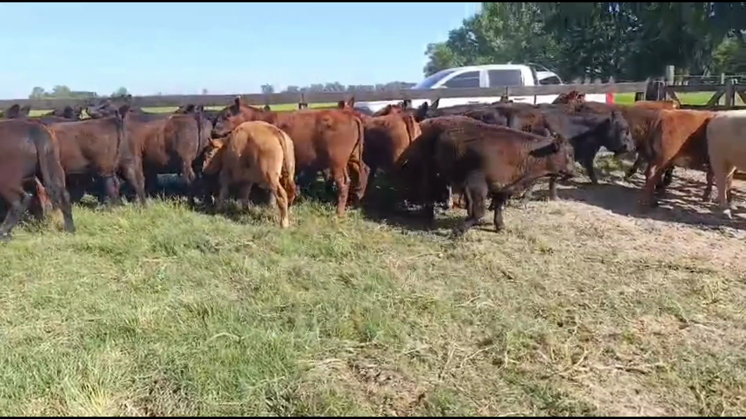 Lote 30 Terneros