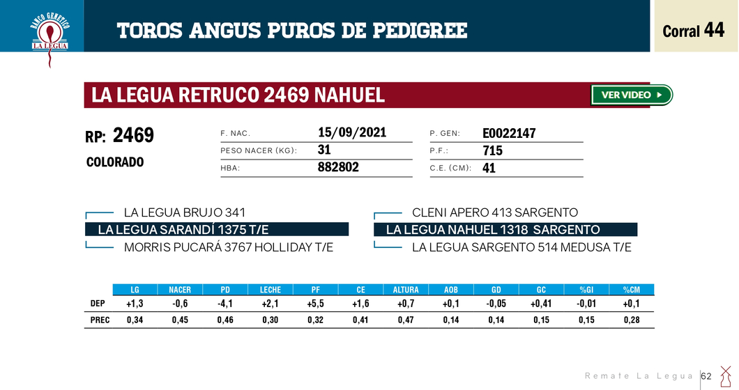 Lote TOROS ANGUS PP