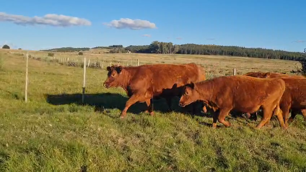 Lote 86 Vaquillonas Vacas Preñadas