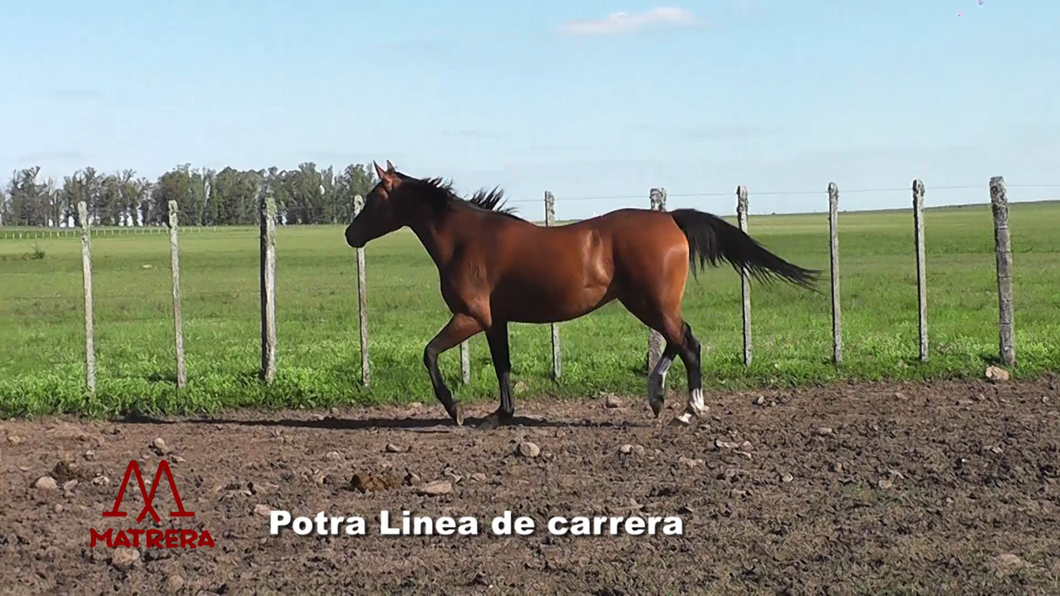 Lote POTRAS DE CARRERA