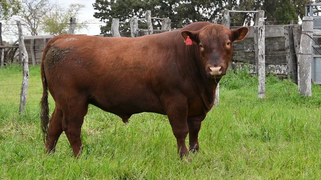 Lote 3 Toros RED ANGUS a remate en Los Novilleros, Montevideo