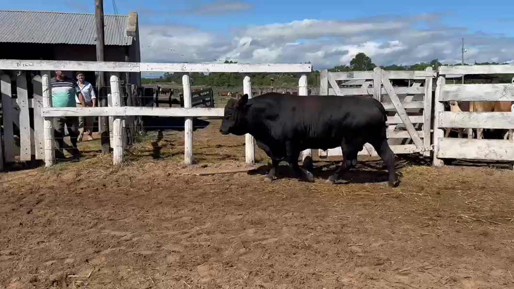 Lote 1 Toros en Corrientes, Bella Vista