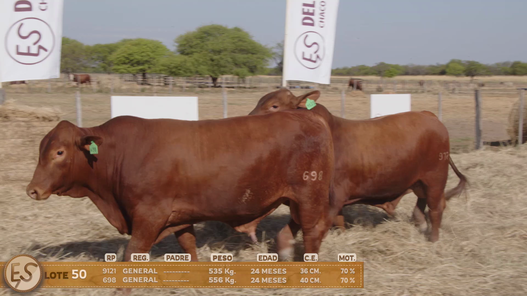 Lote Toro