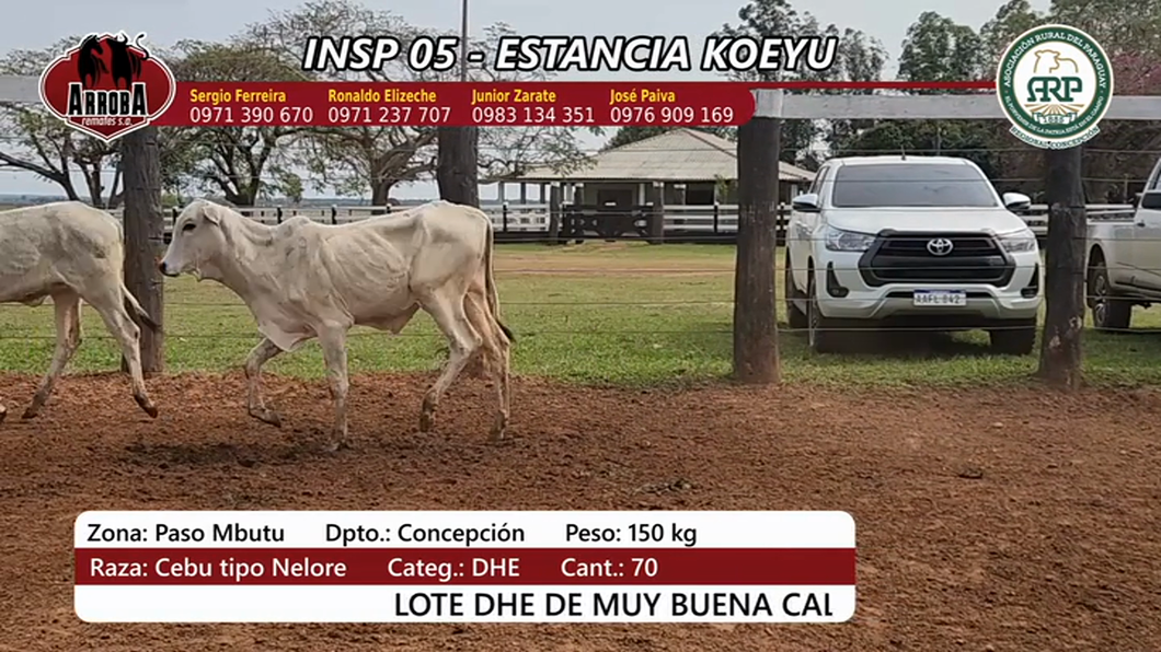 Lote Insp 5