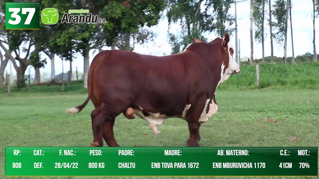 Lote LOTE 37