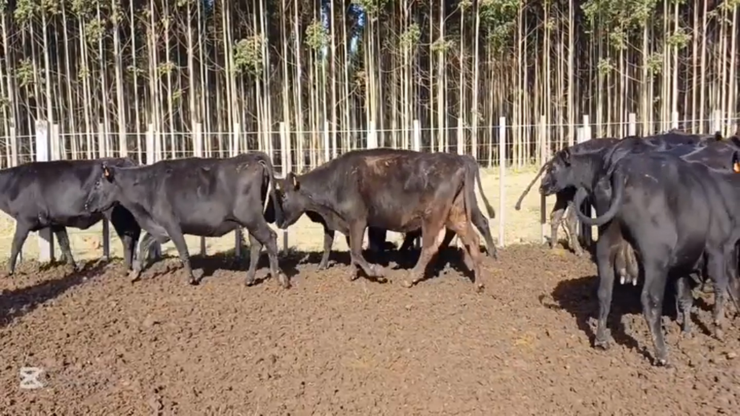 Lote VACAS/VAQUILLONAS INVERNADA