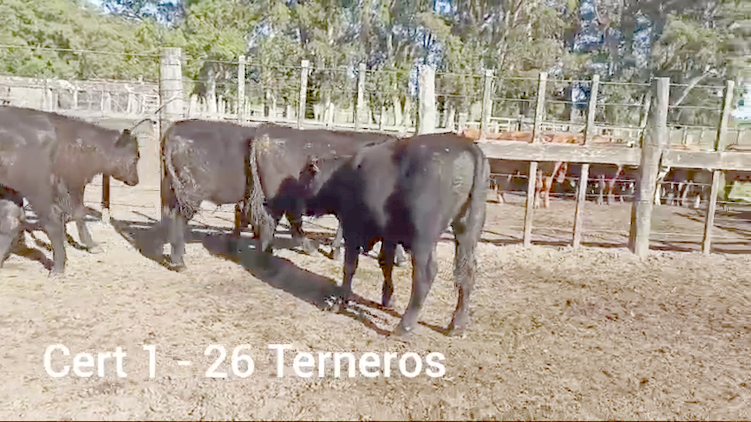 Lote 26 TERNEROS