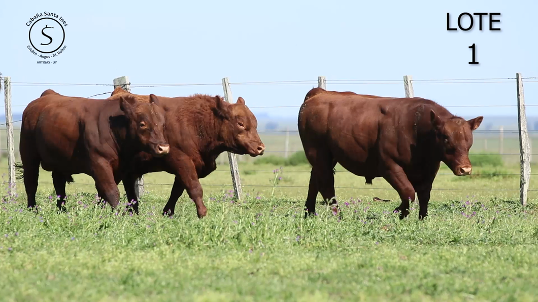 Lote 3 Toros a remate en 5° REMATE ANUAL SANTA INES, Artigas