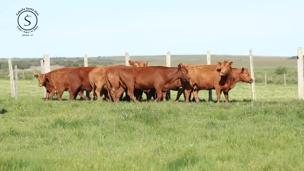 Lote 13 Vacas preñadas Red Angus a remate en Santa Ines, Artigas