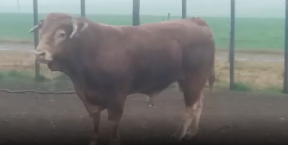 Lote 1 Toros en Soriano