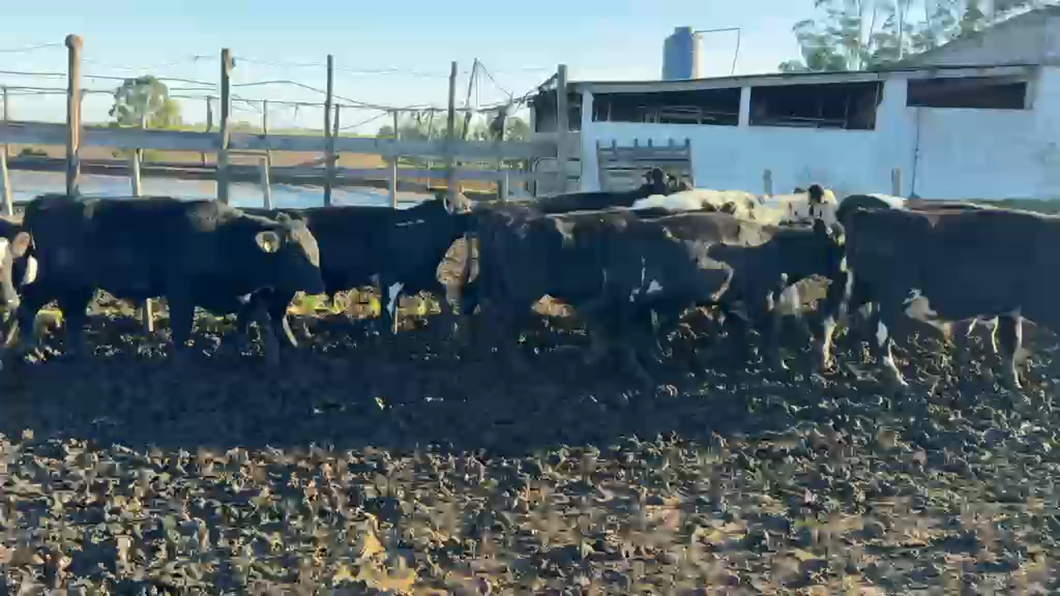 Lote TERNEROS