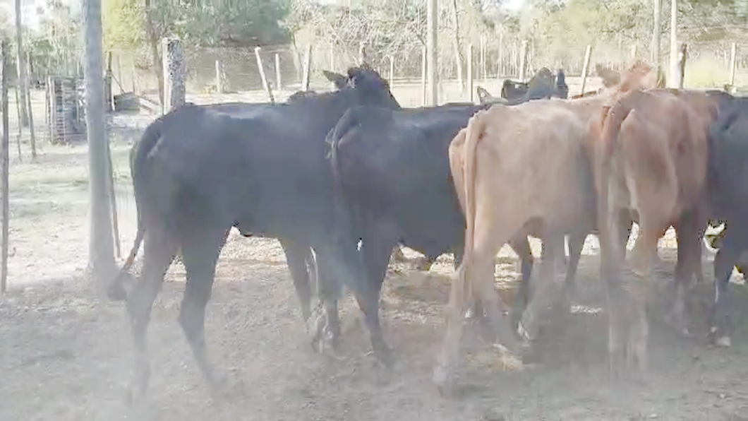 Lote 70 Vacas de invernar