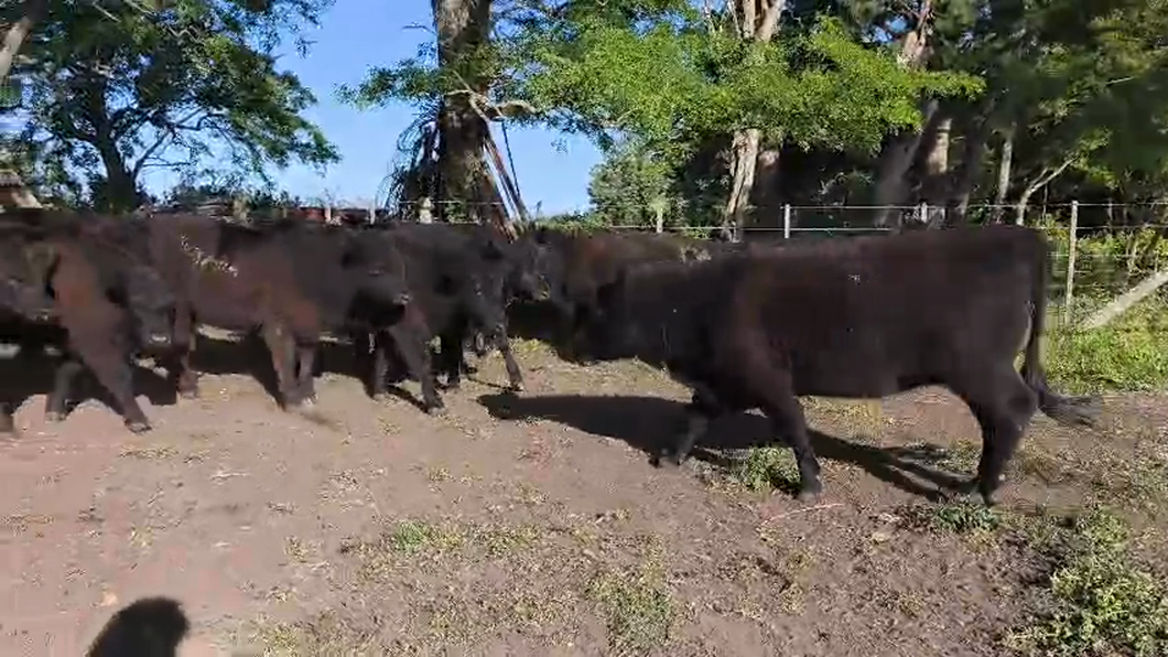 Lote 35 Novillitos y vaquillonas