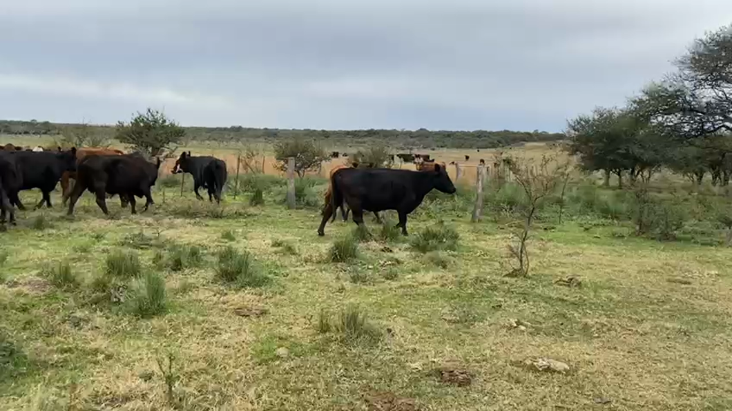 Lote 33 Vacas CUT preñadas en Quehue, La Pampa