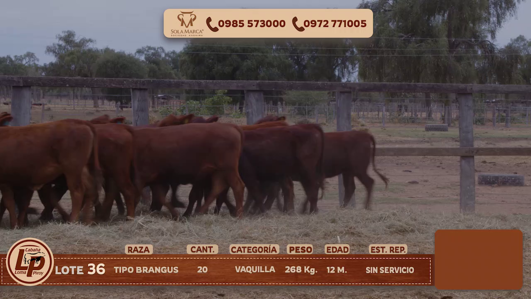 Lote VAQUILLAS
