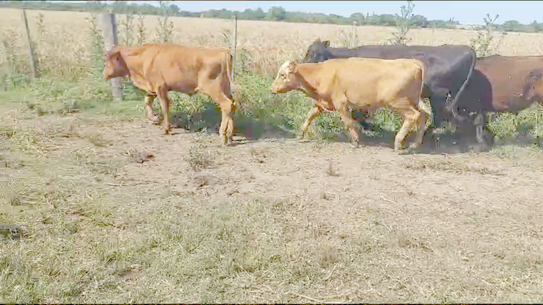 Lote 4 Novillos Angus a remate en Ultima Pantalla del Año - Escritorio Camy en Ruta 1 Km 61