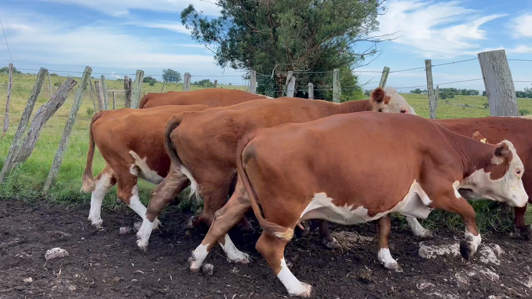 Lote VACAS ENTORADAS