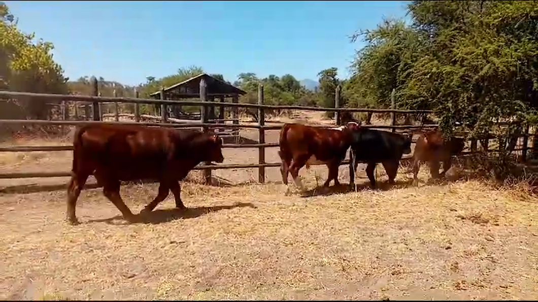 Lote 55 Ternero en San Pedro, Región Metropolitana