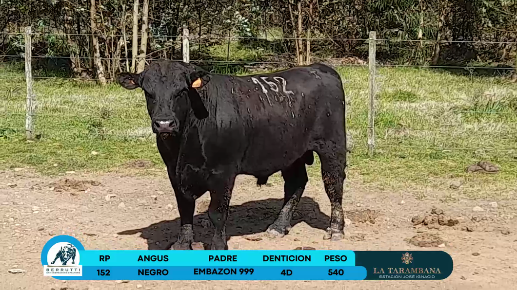 Lote Toros Angus a remate en Los Clase A 540kg - , Rocha