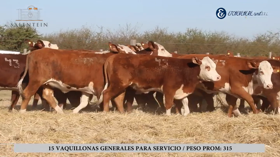 Lote Vaquillas Braford Generales para Servicio (Aptas Reproductivas por Tacto Rectal)