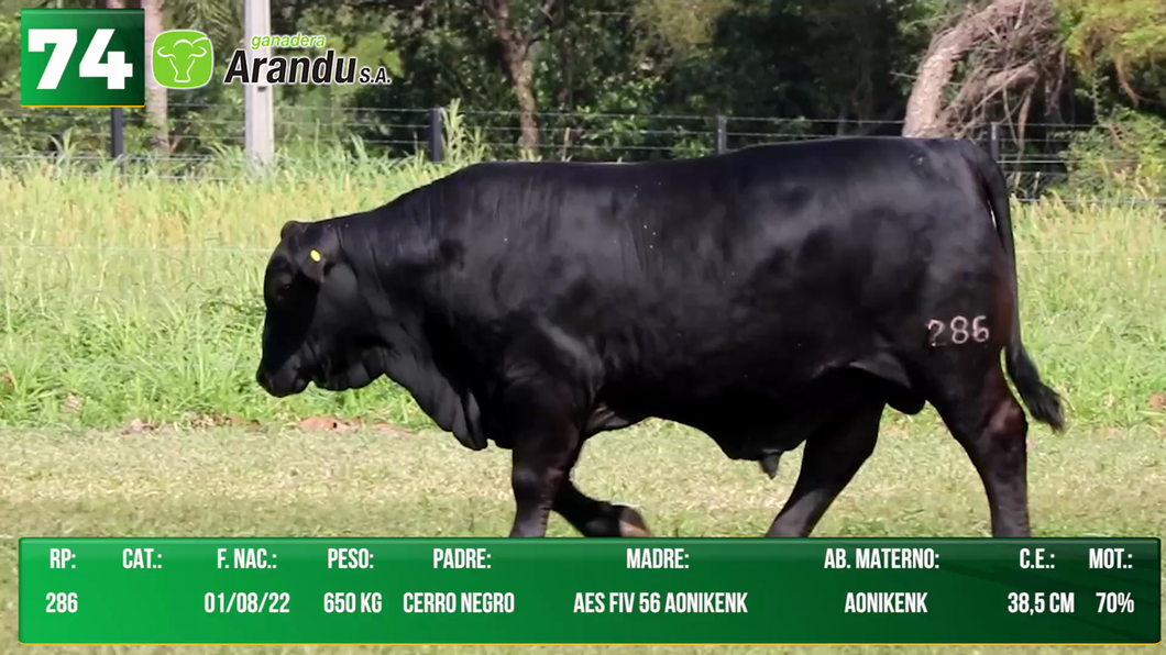 Lote LOTE 74