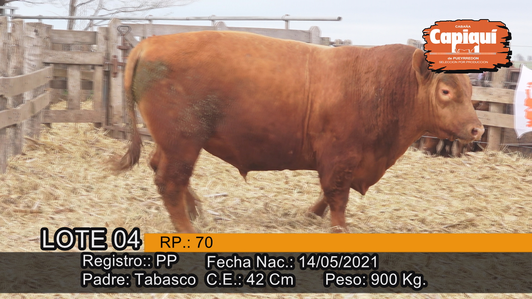 Lote Toro PP