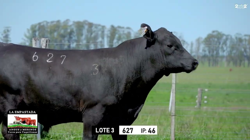 Lote Toros a remate en Toros para Vaquillonas - La Empastada, Durazno