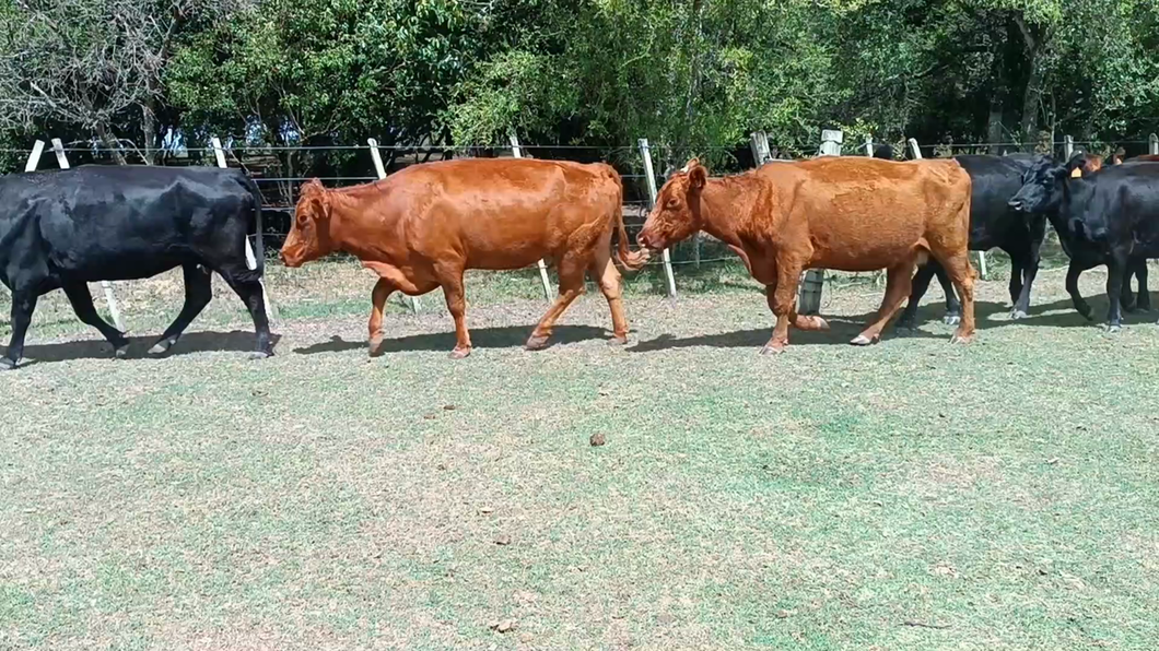 Lote 40 Vacas de Invernada en Villa del Carmen, Durazno