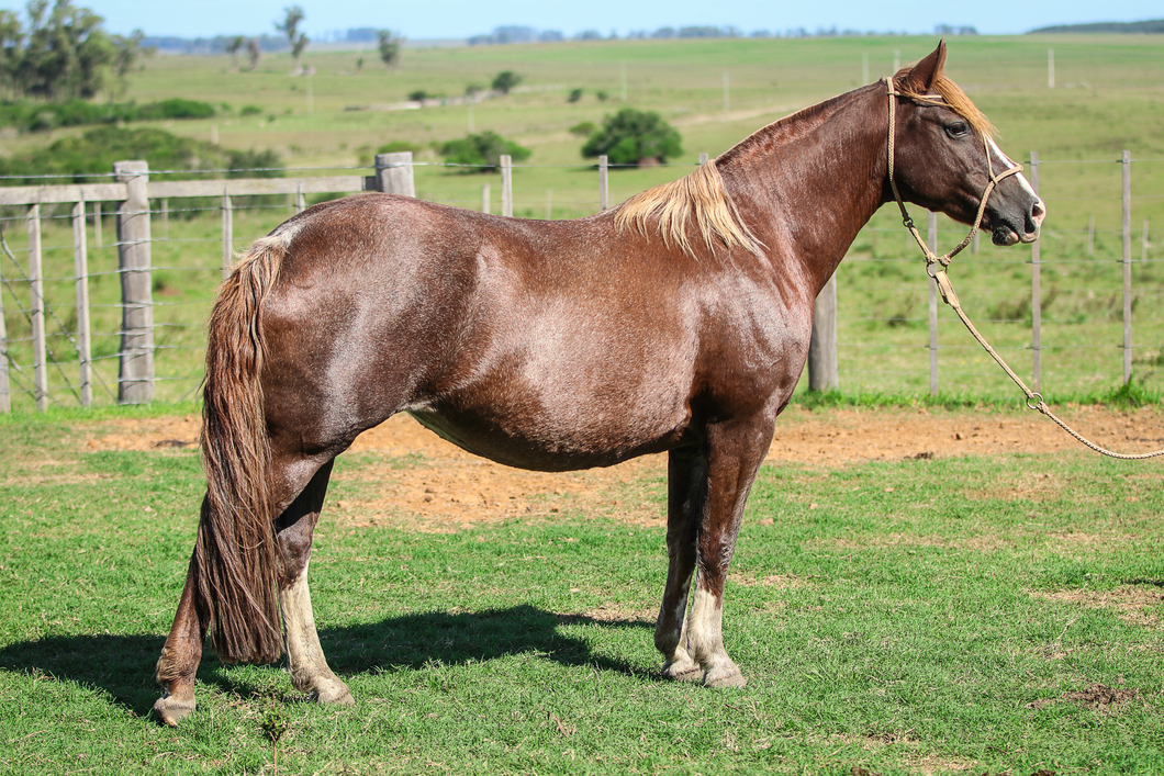 Lote Baita Beleza Del Cerro