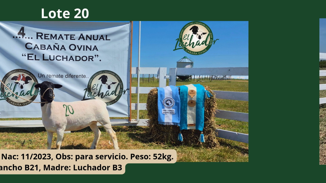 Lote PP