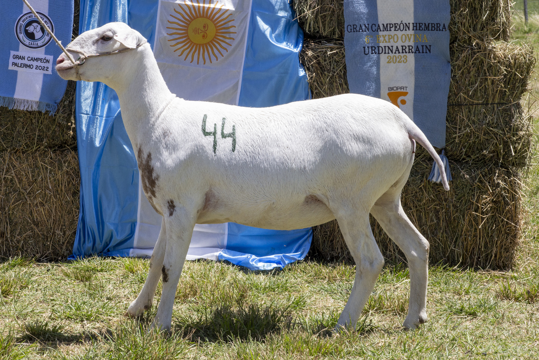 Lote SANTA INES P.P.C.