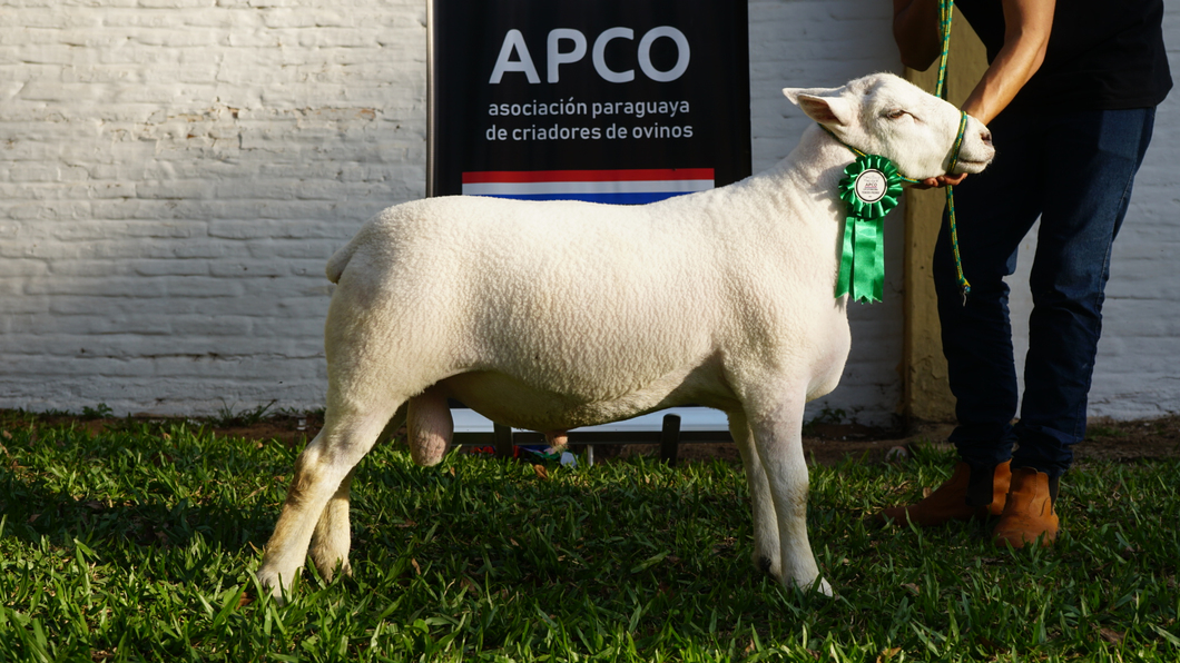 Lote Texel Expo Internacional 2022 - Lote 21