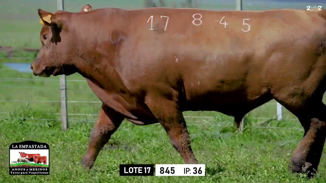 Lote Toros a remate en Toros para Vaquillonas - La Empastada, Durazno