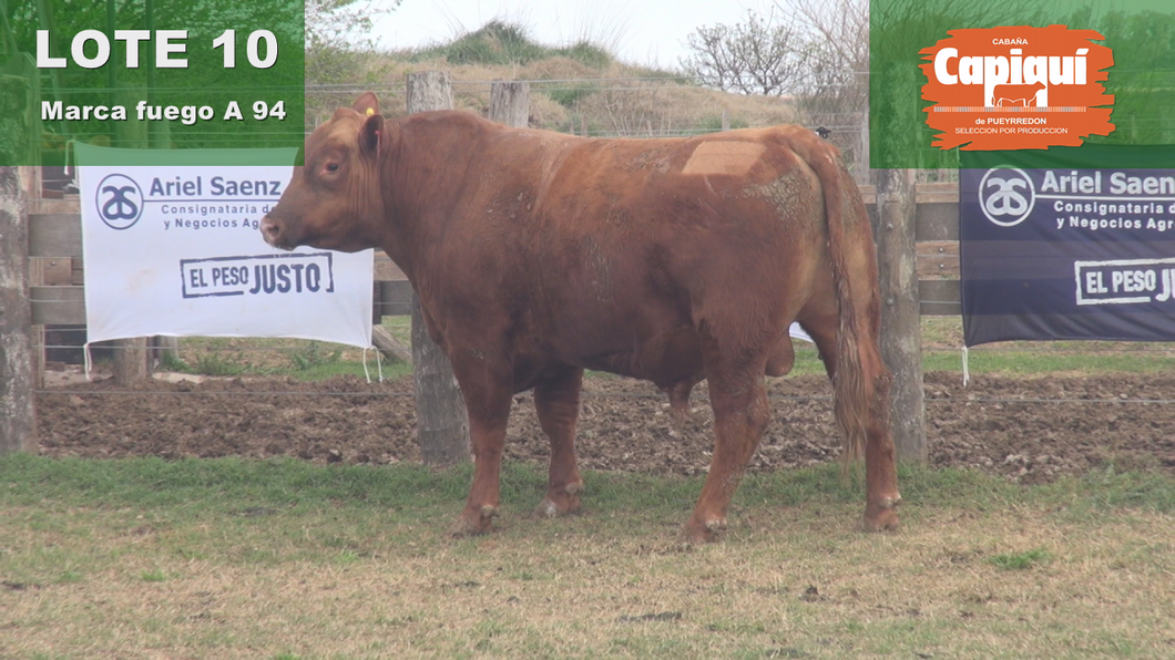 Lote TORO PC ANGUS COLORADO - A 94