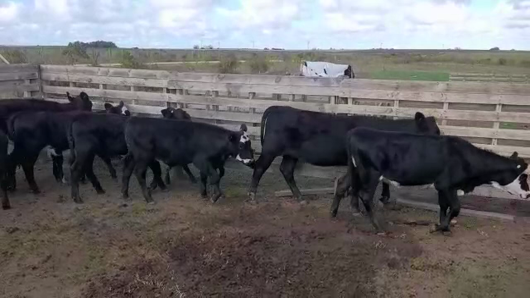 Lote (Vendido)9 Terneros y Terneras ANGUS/ HOLANDO a remate en #30 Pantalla Carmelo 150kg -  en COSTAS DEL SAN GREGORIO