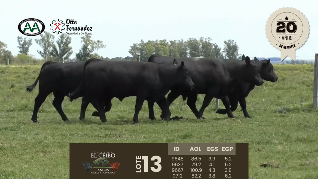 Lote 4 Toros a remate en Cabaña El Ceibo, Artigas