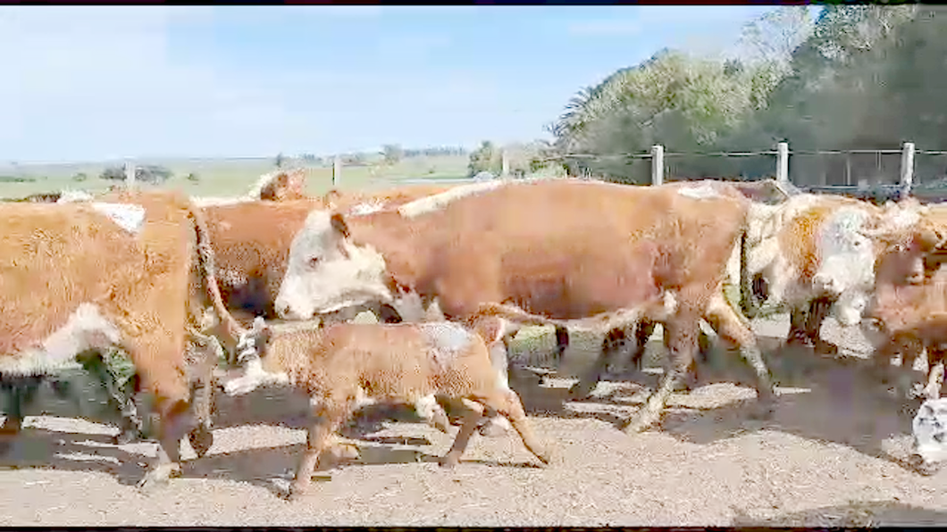 Lote 26 Piezas de cría Hereford y Angus a remate en Aniversario 115 Años - Camy 350kg -  en Ruta 23 Km 122