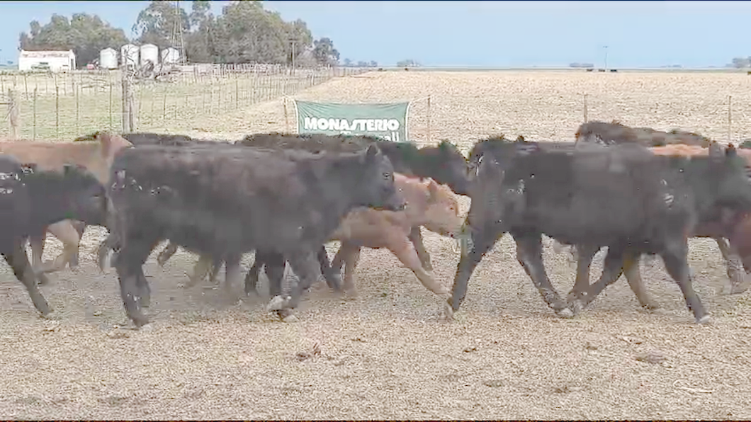 Lote 43 Terneros/as en Coronel Suarez