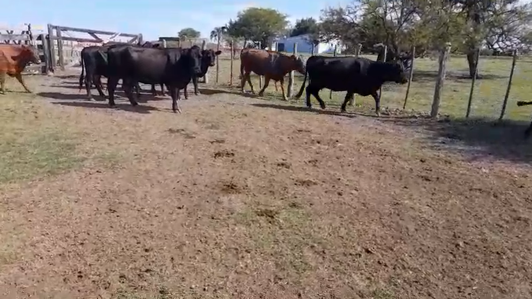 Lote 100 Vacas usadas preñadas en Tabossi, Entre Ríos